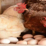 birds in 2 more poultry farms test positive for avian flu