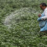 a farmer using urea for crop ani