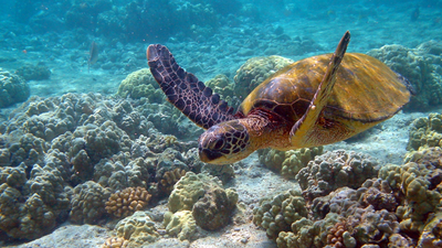 file photo sea turtle