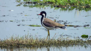 red wattled lapwing at jai prakash narayan bird sanctuary