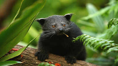 binturong