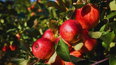 himachal apples under pressure