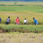 kharif crop