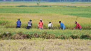 kharif crop