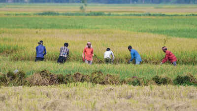 kharif crop