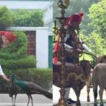 pm modis quiet morning with cows peacocks before red fort address on independence day