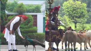 pm modis quiet morning with cows peacocks before red fort address on independence day