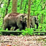 states cant create blockades in elephant corridors to prevent crop loss says sc
