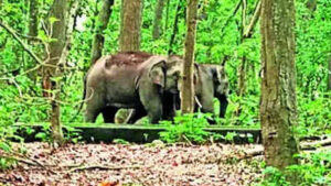 states cant create blockades in elephant corridors to prevent crop loss says sc