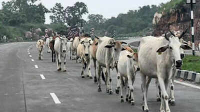 cattle