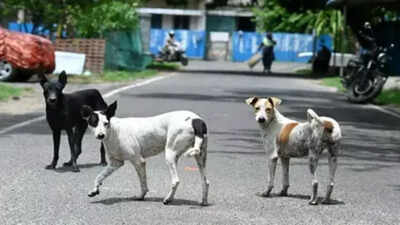 chennai to launch mass anti rabies drive today targets two lakh stray dogs