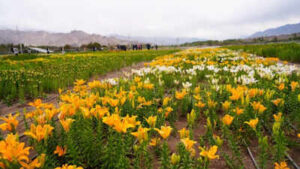 flower garden
