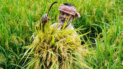 rainfall deficit risk centre steps up contingency plan for rabi crops