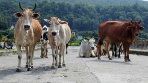 road map laid out to keep stray animals off national highways
