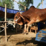 a sacrificial bull for sale is off loaded from a truck at a cattle market ahead of eid al adha celebrations in peshawar