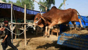 a sacrificial bull for sale is off loaded from a truck at a cattle market ahead of eid al adha celebrations in peshawar