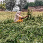 farmer inspects flattened crops after hailstorm in rewari
