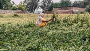farmer inspects flattened crops after hailstorm in rewari