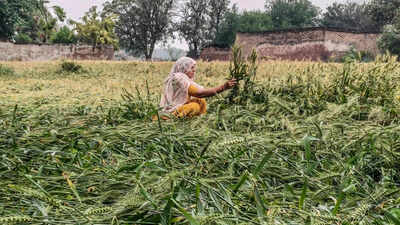 farmer inspects flattened crops after hailstorm in rewari