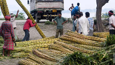 people purchase sugarcane at a market in guwahati