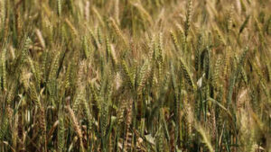 referring to the hike the farm group said 25 paise a kilo is not a price it is an insult