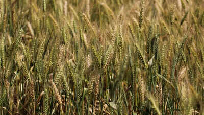 referring to the hike the farm group said 25 paise a kilo is not a price it is an insult