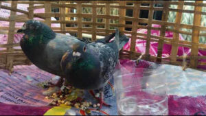 suspicious pigeons with devices intercepted at paradip port