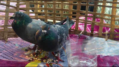 suspicious pigeons with devices intercepted at paradip port